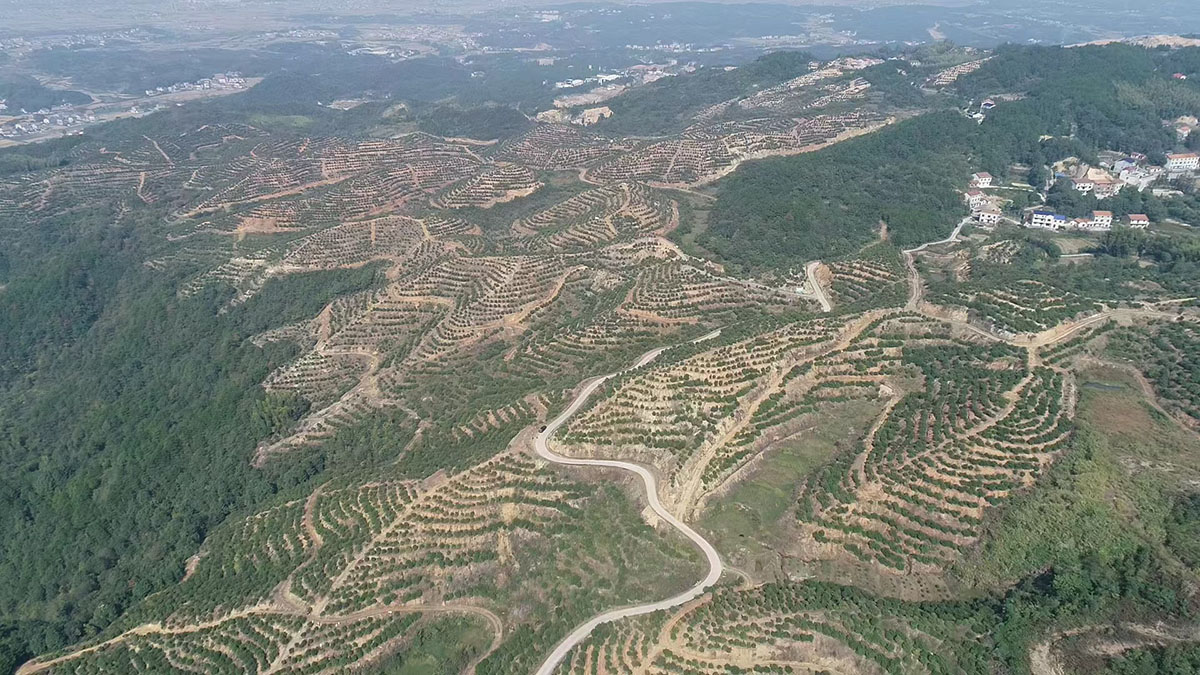 九豐農業劉家灣基地(dì / de)