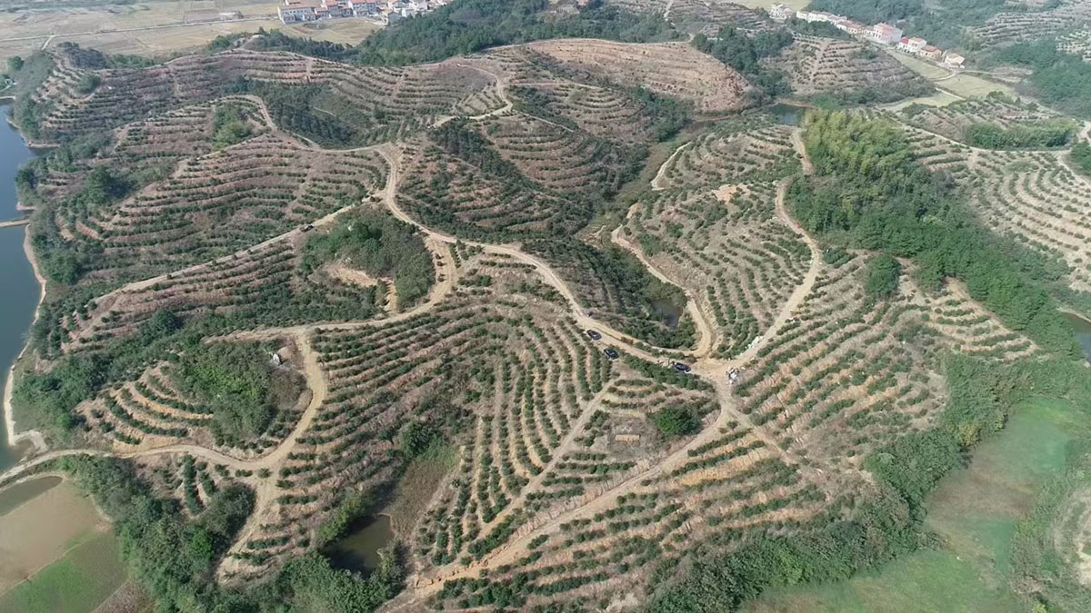 九豐農業曹田基地(dì / de)